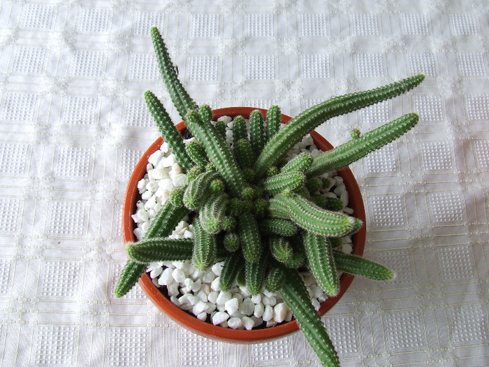 cactusi 2011 130