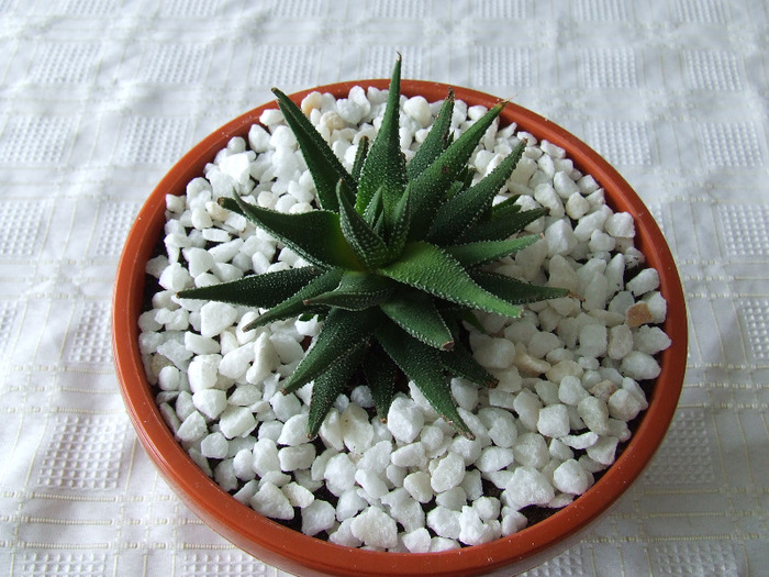 cactusi 2011 144
