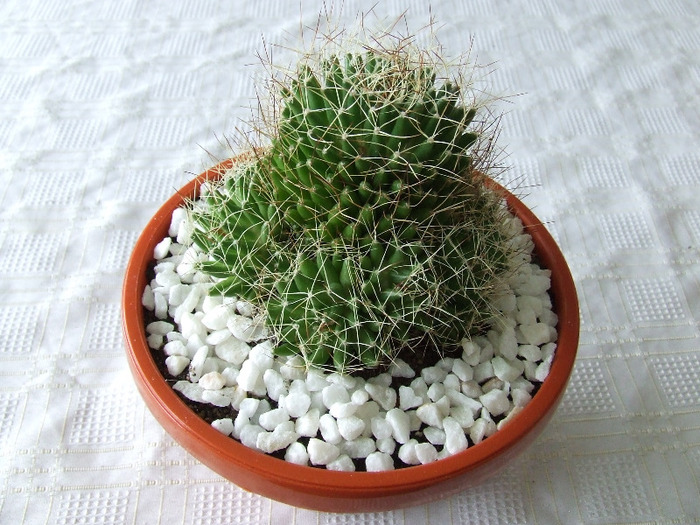 cactusi 2011 148