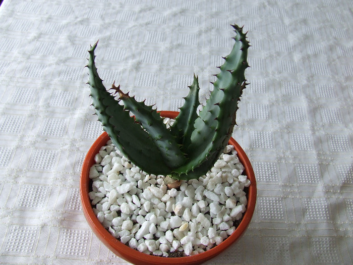 cactusi 2011 154