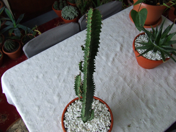 cactusi 2011 158