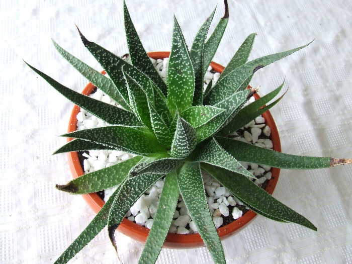cactusi 2011 160