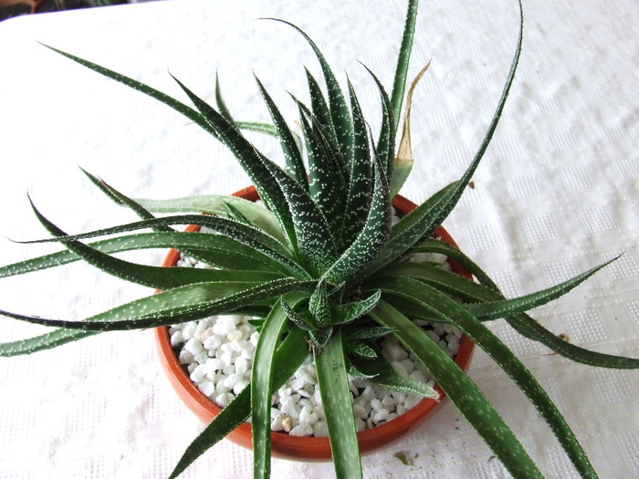 cactusi 2011 164