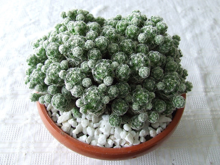 cactusi 2011 170