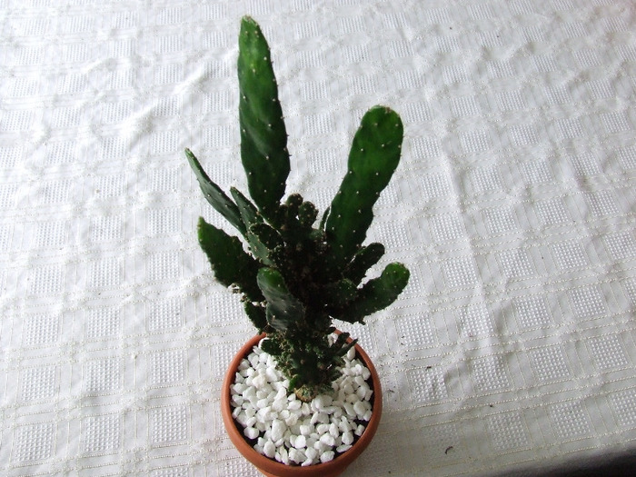 cactusi 2011 172