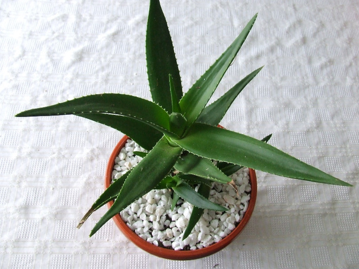 cactusi 2011 177
