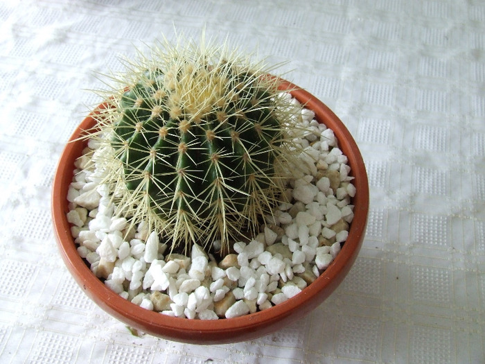 cactusi 2011 179