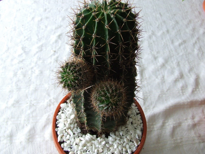 cactusi 2011 182