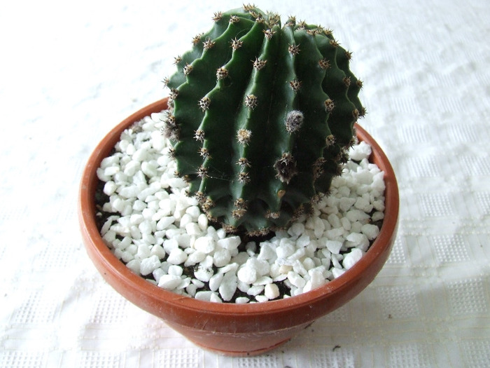 cactusi 2011 187