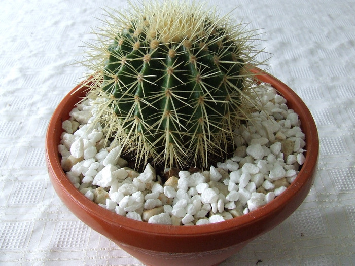 cactusi 2011 188