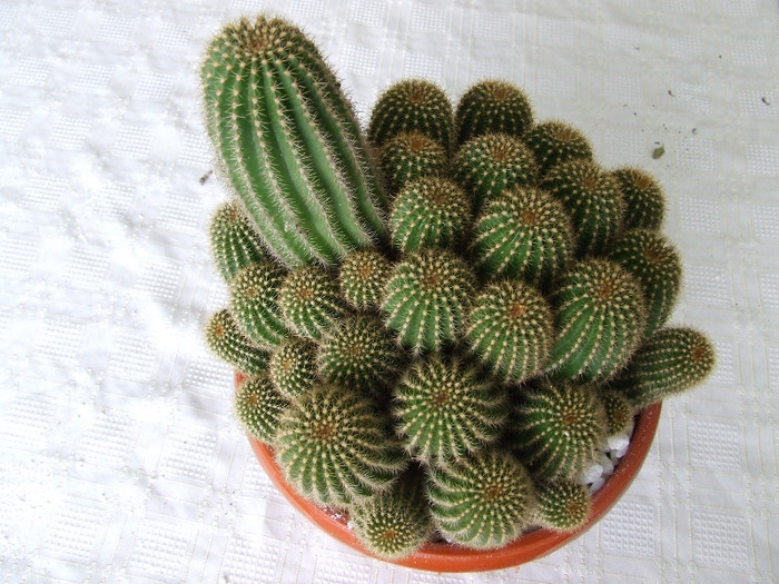 cactusi 2011 197 - cactusi 2011