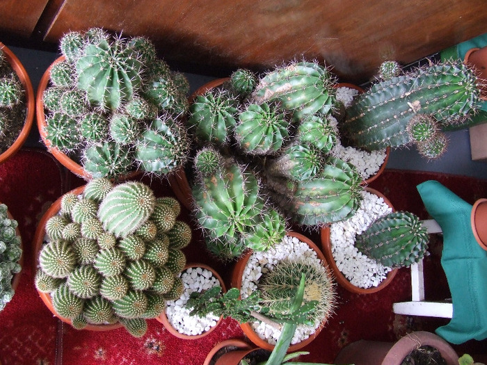 cactusi 2011 200