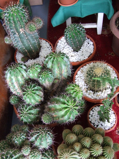 cactusi 2011 202