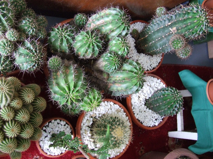 cactusi 2011 203