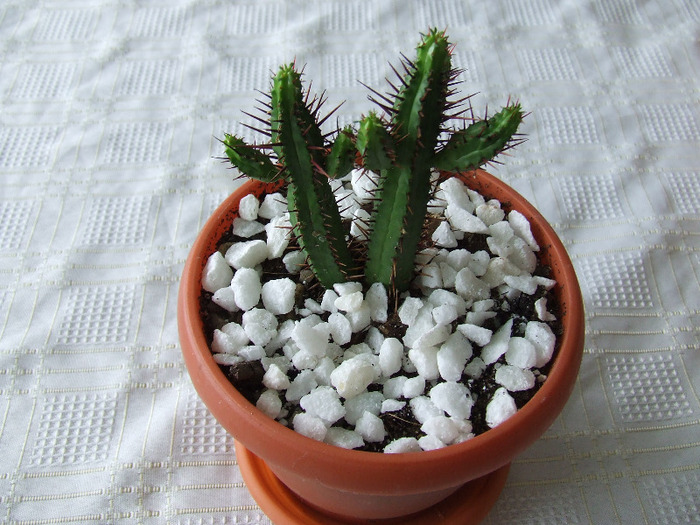 cactusi 2011 209
