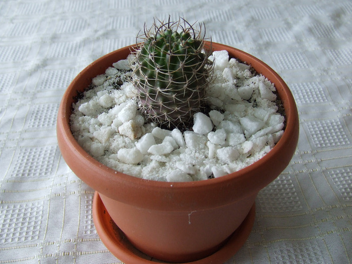 cactusi 2011 214