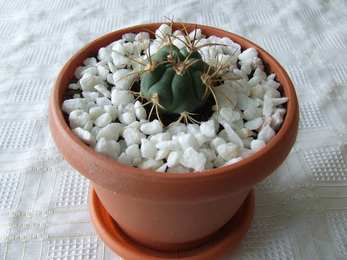 cactusi 2011 219