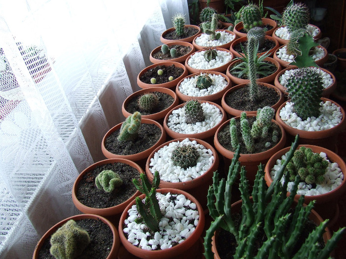 cactusi 2011 231