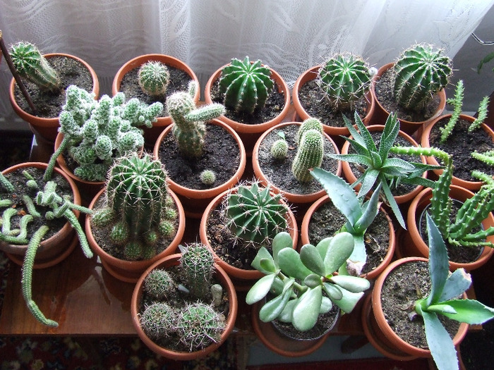 cactusi 2011 233 - cactusi 2011