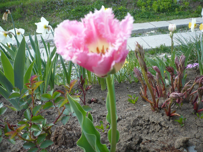 050