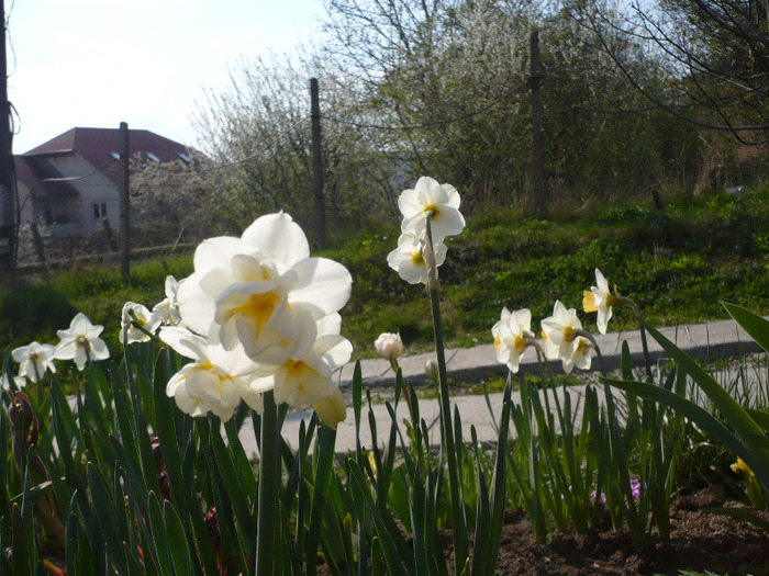067 - primavara 2011