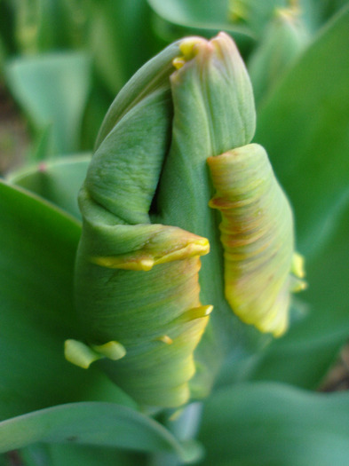 Tulipa Bright Parrot (2011, April 20) - Tulipa Bright Parrot