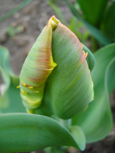 Tulipa Bright Parrot (2011, April 20) - Tulipa Bright Parrot