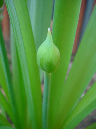 Allium Purple Sensation (2011, April 20)
