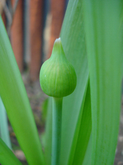 Allium Purple Sensation (2011, April 20)