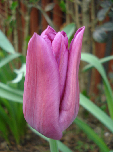 Tulipa Maytime (2011, April 20)