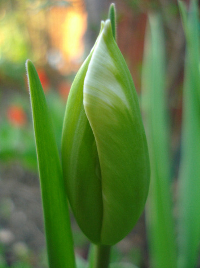Tulipa Happy Generation (2011, April 20) - Tulipa Happy Generation