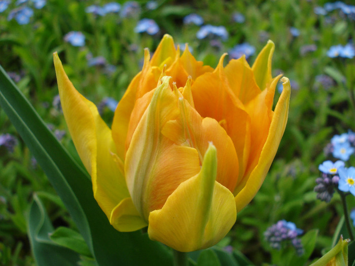 Tulipa Willem van Oranje (2011, April 19)