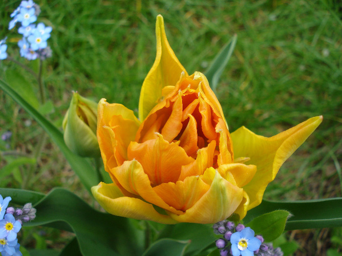 Tulipa Willem van Oranje (2011, April 19)