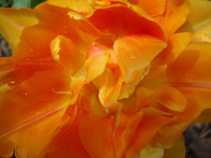 Tulipa Willem van Oranje (2011, April 19)