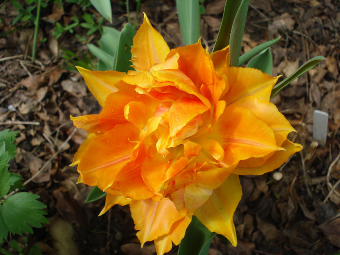 Tulipa Willem van Oranje (2011, April 19)