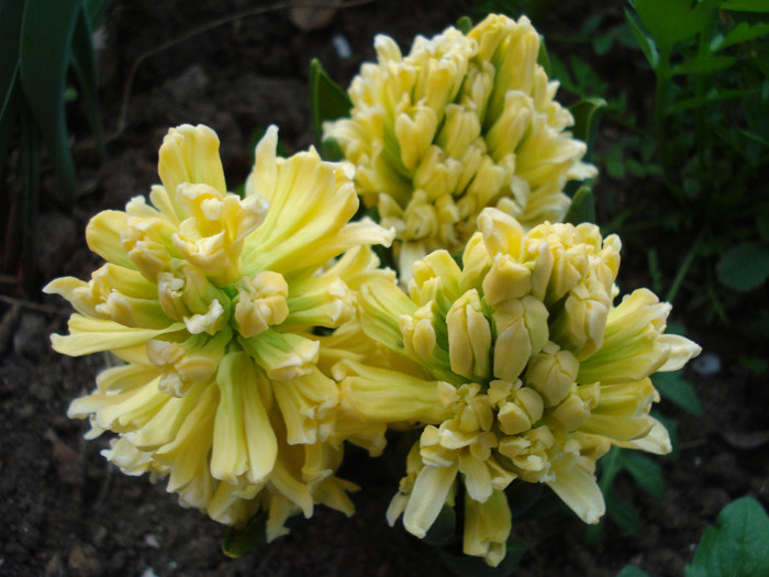 Hyacinth Yellow Queen (2011, April 20) - Hyacinth Yellow Queen