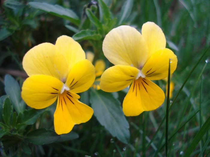 Yellow Trailing Pansy (2011, Apr.16)