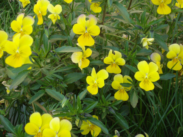 Yellow Trailing Pansy (2011, Apr.17) - Trailing pansy Yellow