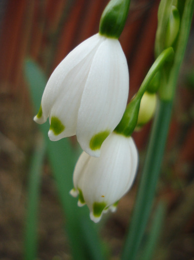 Leucojum aestivum (2011, April 20)