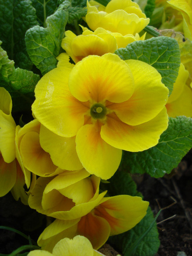 Yellow Primula (2011, April 20) - PRIMULA Acaulis