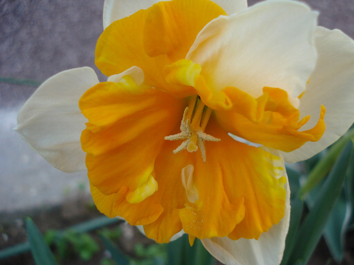 Daffodil Sovereign (2011, April 20)