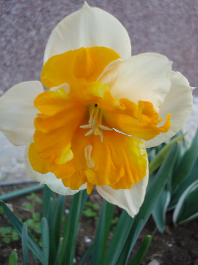 Narcissus Sovereign (2011, April 20)