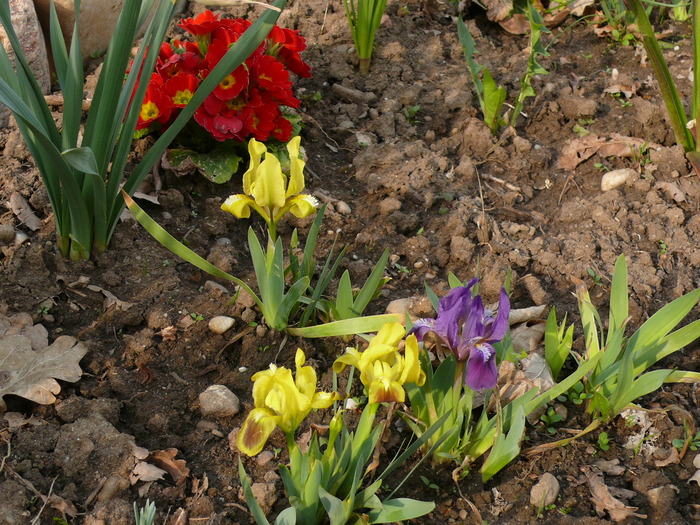 IRISI DE LA MARYANNE