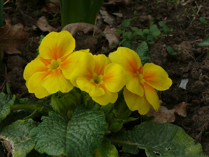 P1030969 - 04_APRILIE