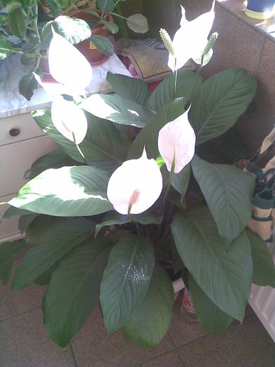 are 7 flori in 20.04.2011  !!