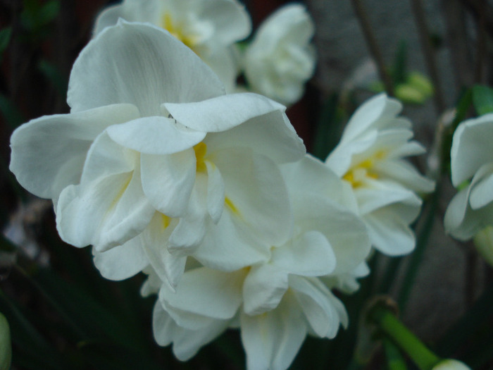 Narcissus Bridal Crown (2011, April 20) - Narcissus Bridal Crown