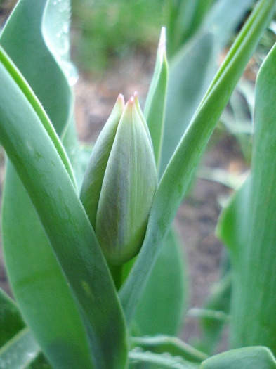 Tulip_Lalea (2011, April 14)