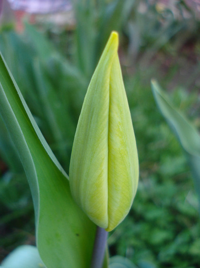 Tulip_Lalea (2011, April 17)