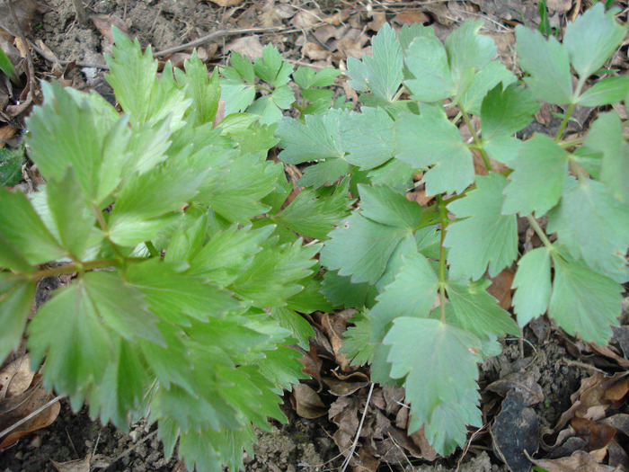 Lovage_Leustean, 10apr2011; Levisticum officinale.
