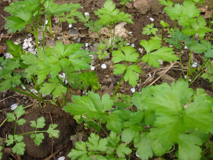 Parsley_Patrunjel, 17apr2011; Petroselinum crispum.
